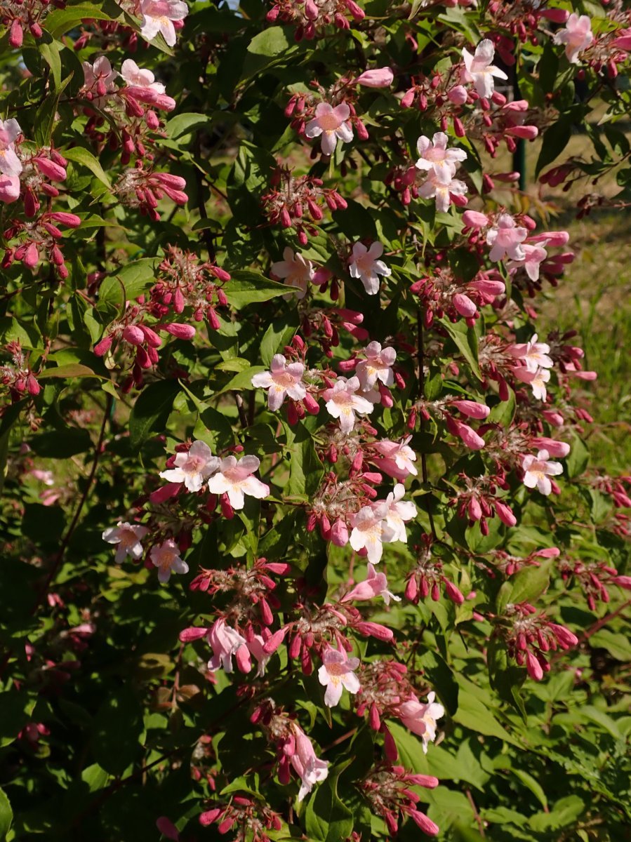 Кольквиция Пинк Клауд - фото 4