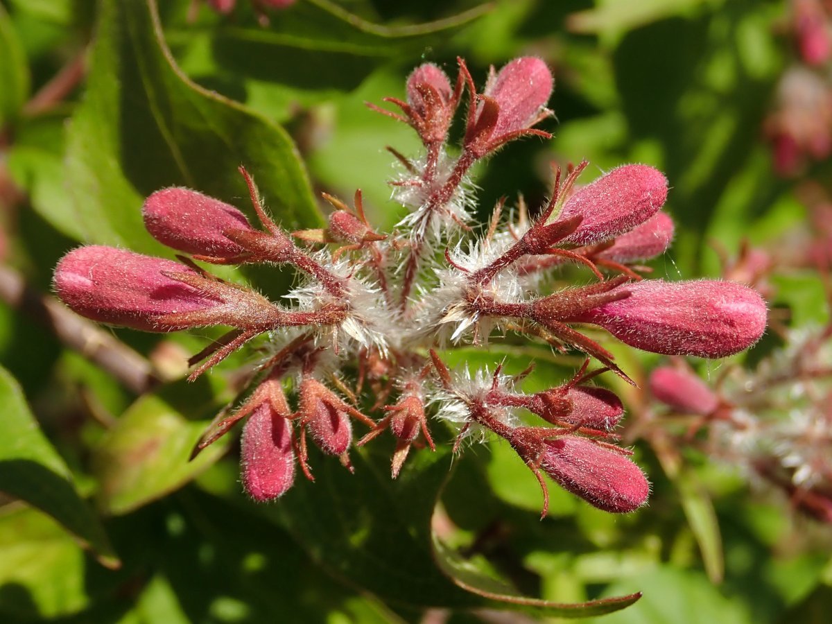 Кольквиция Пинк Клауд
