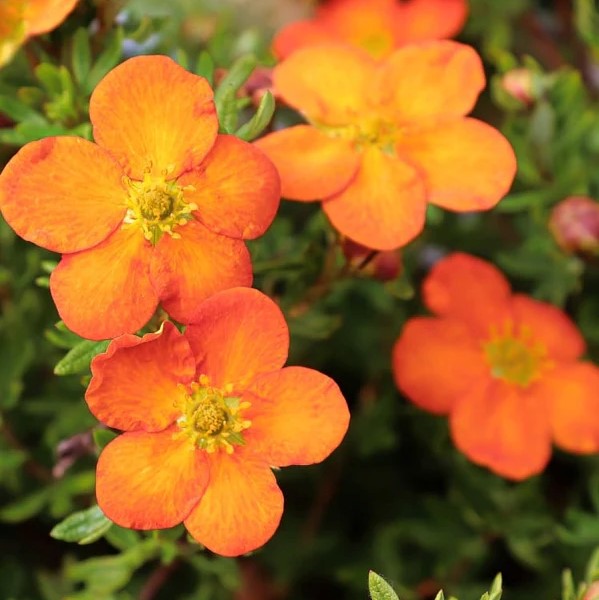 Лапчатка кустарниковая Оранж Стар