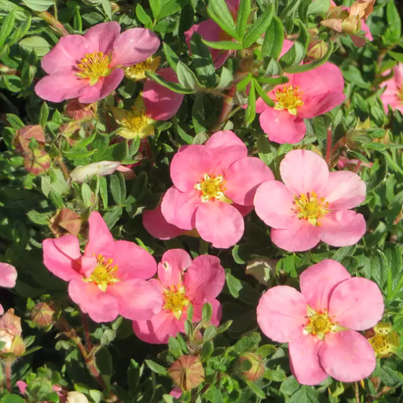 Лапчатка кустарниковая Пинк Парадайз