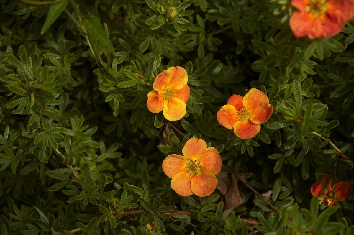 Лапчатка кустарниковая Ред Айс - фото 7