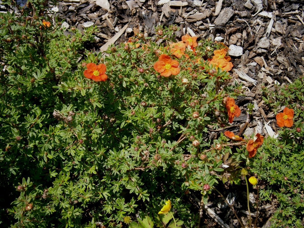 Лапчатка кустарниковая Ред Айс - фото 4