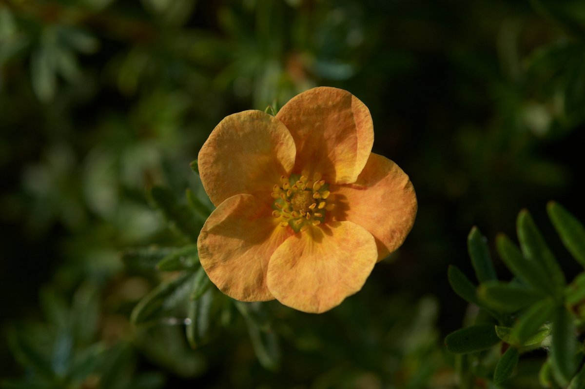 Лапчатка кустарниковая Ред Айс - фото 8