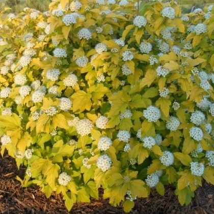 Пузыреплодник калинолистный Дартс Голд