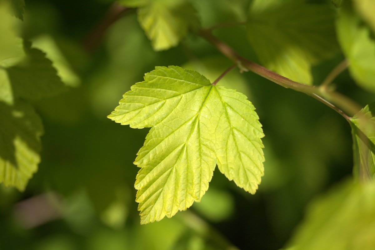 Пузыреплодник калинолистный Дартс Голд - фото 8