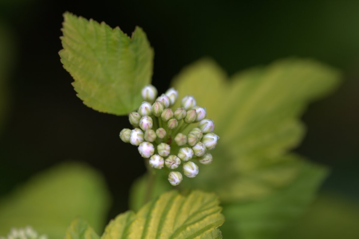 Пузыреплодник калинолистный Дартс Голд - фото 5