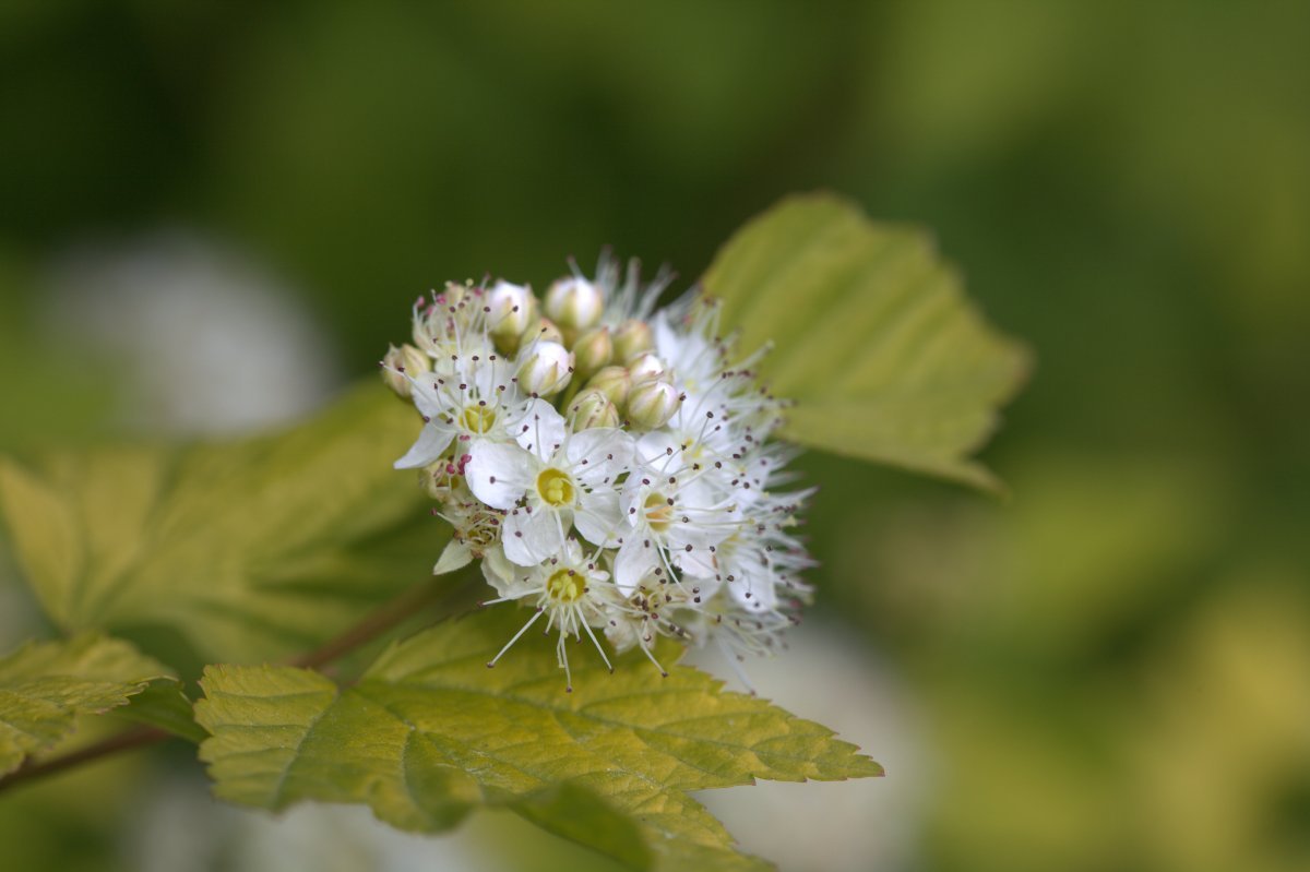 Пузыреплодник калинолистный Дартс Голд - фото 4