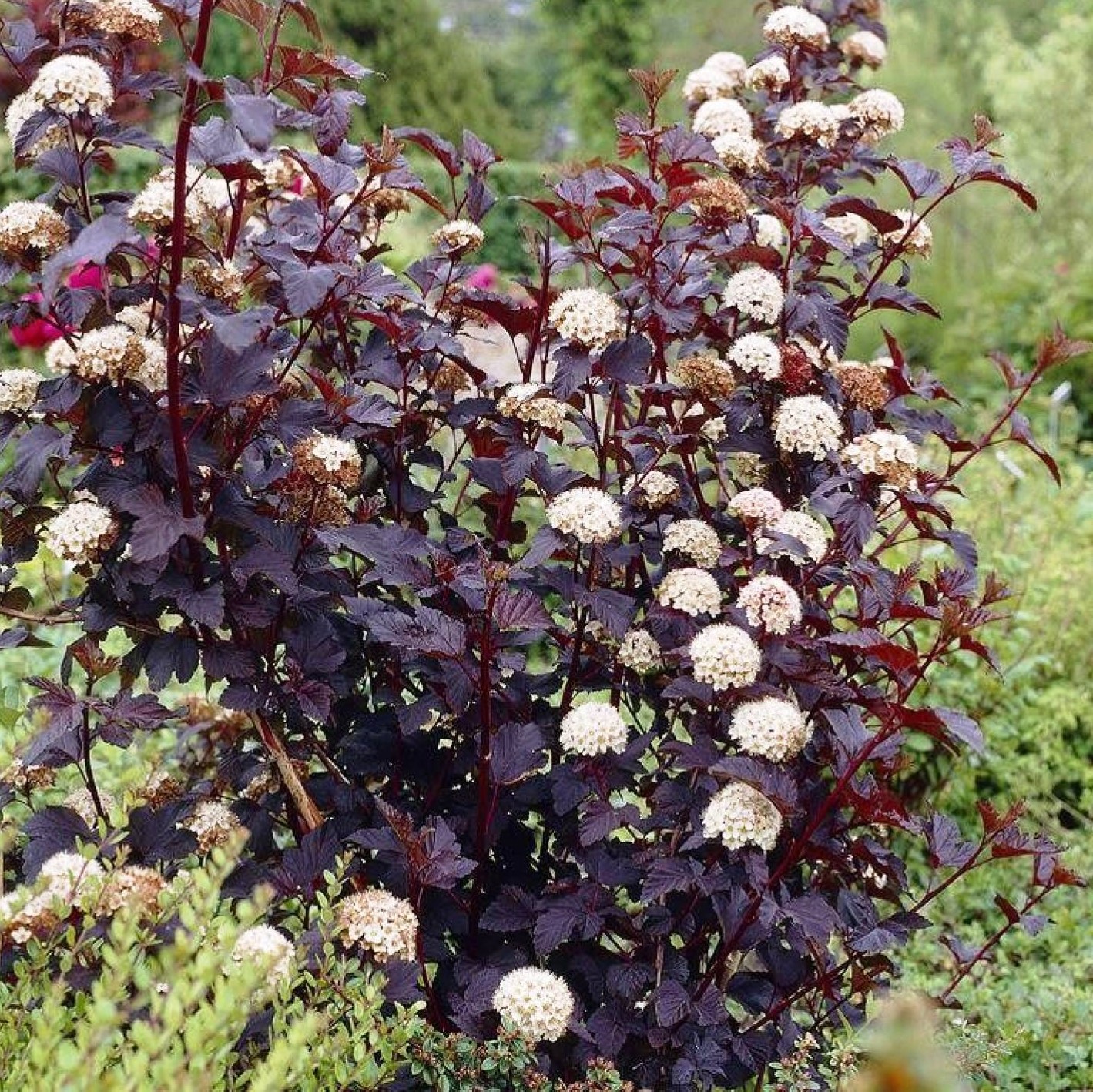 Пузыреплодник калинолистный Леди ин Ред