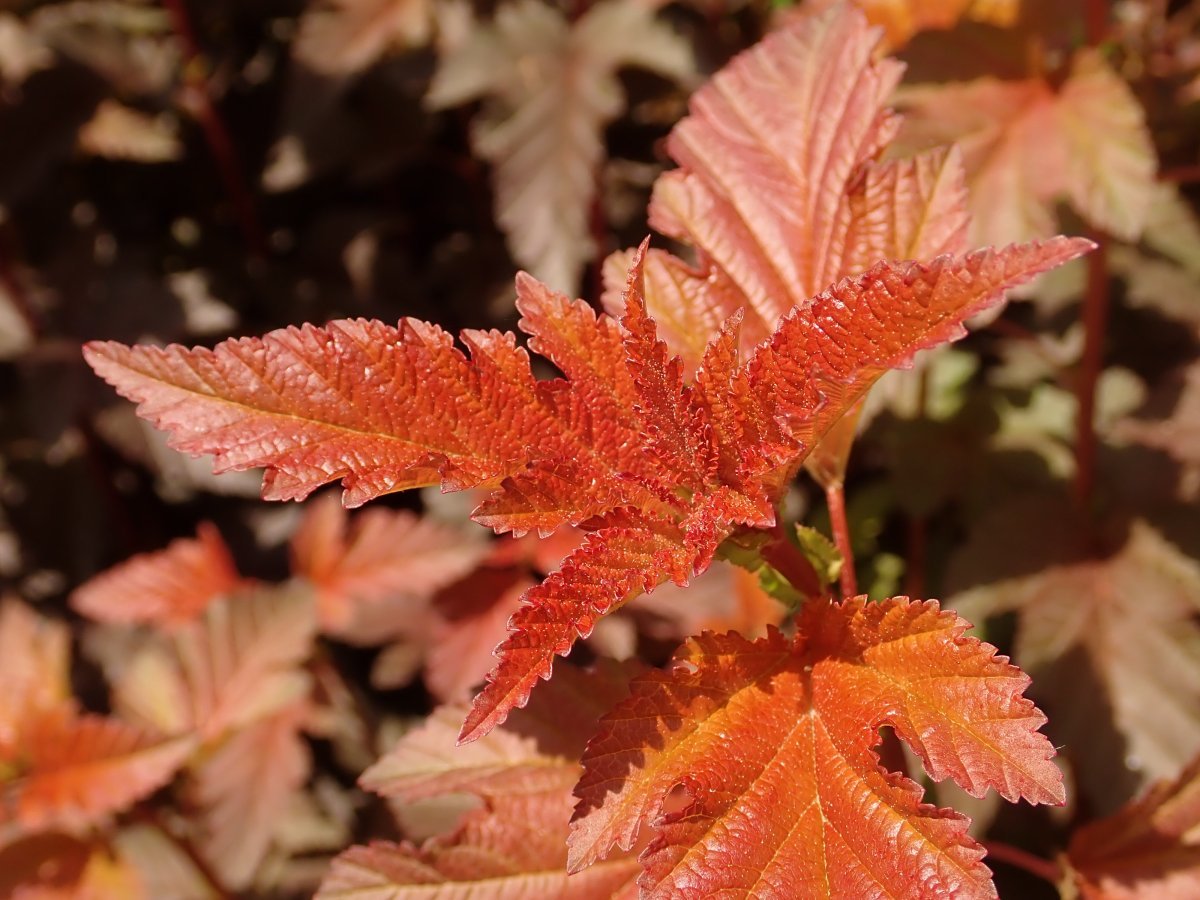 Пузыреплодник калинолистный Леди ин Ред - фото 7