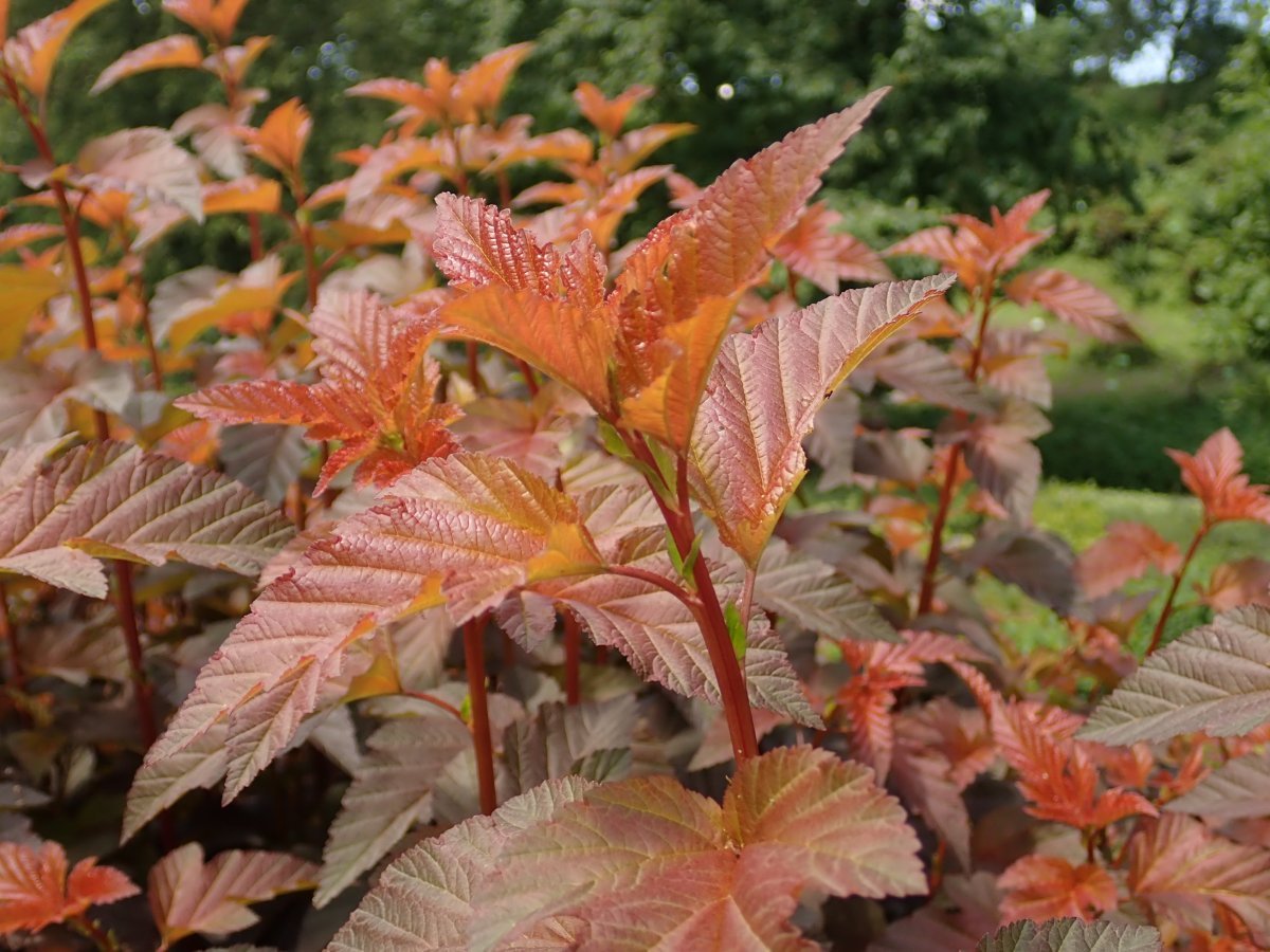 Пузыреплодник калинолистный Леди ин Ред - фото 9