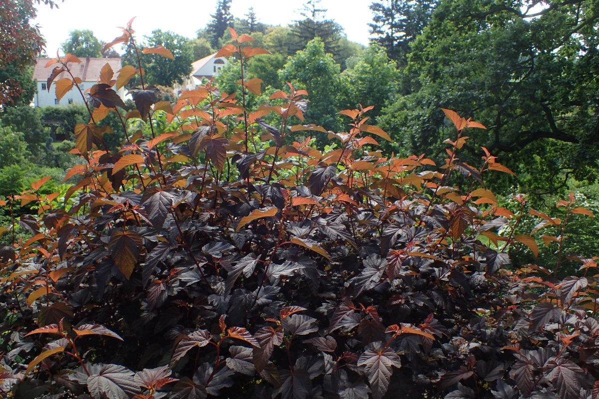 Пузыреплодник калинолистный Леди ин Ред - фото 3