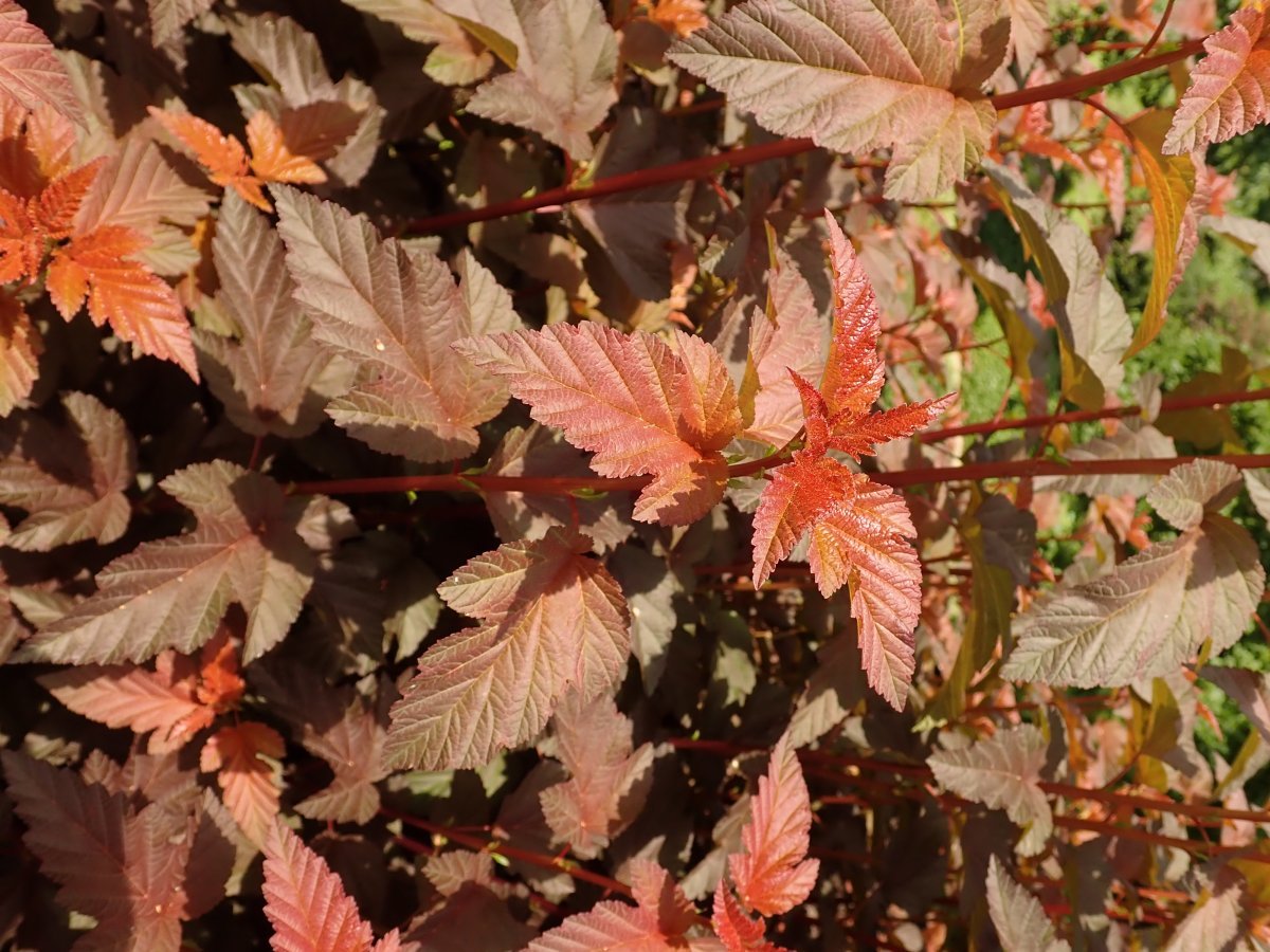 Пузыреплодник калинолистный Леди ин Ред - фото 5