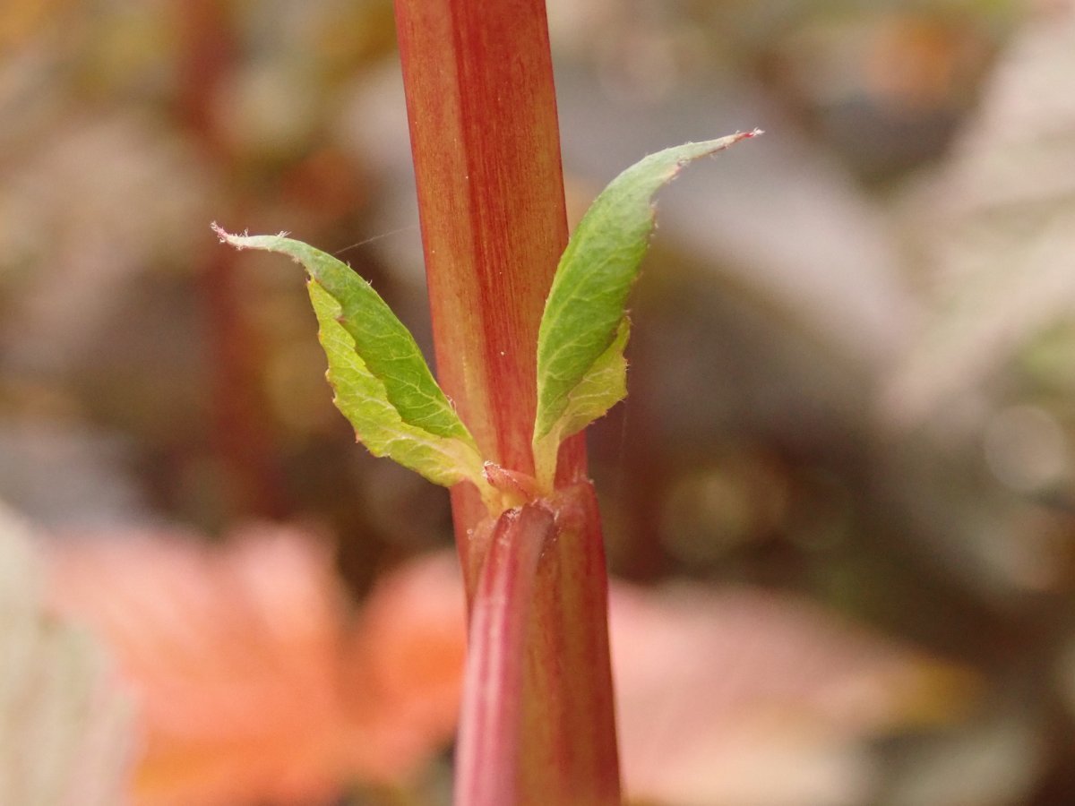 Пузыреплодник калинолистный Леди ин Ред - фото 10