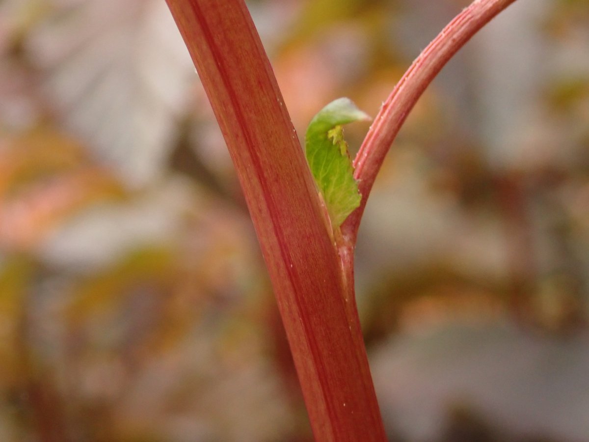 Пузыреплодник калинолистный Леди ин Ред - фото 11