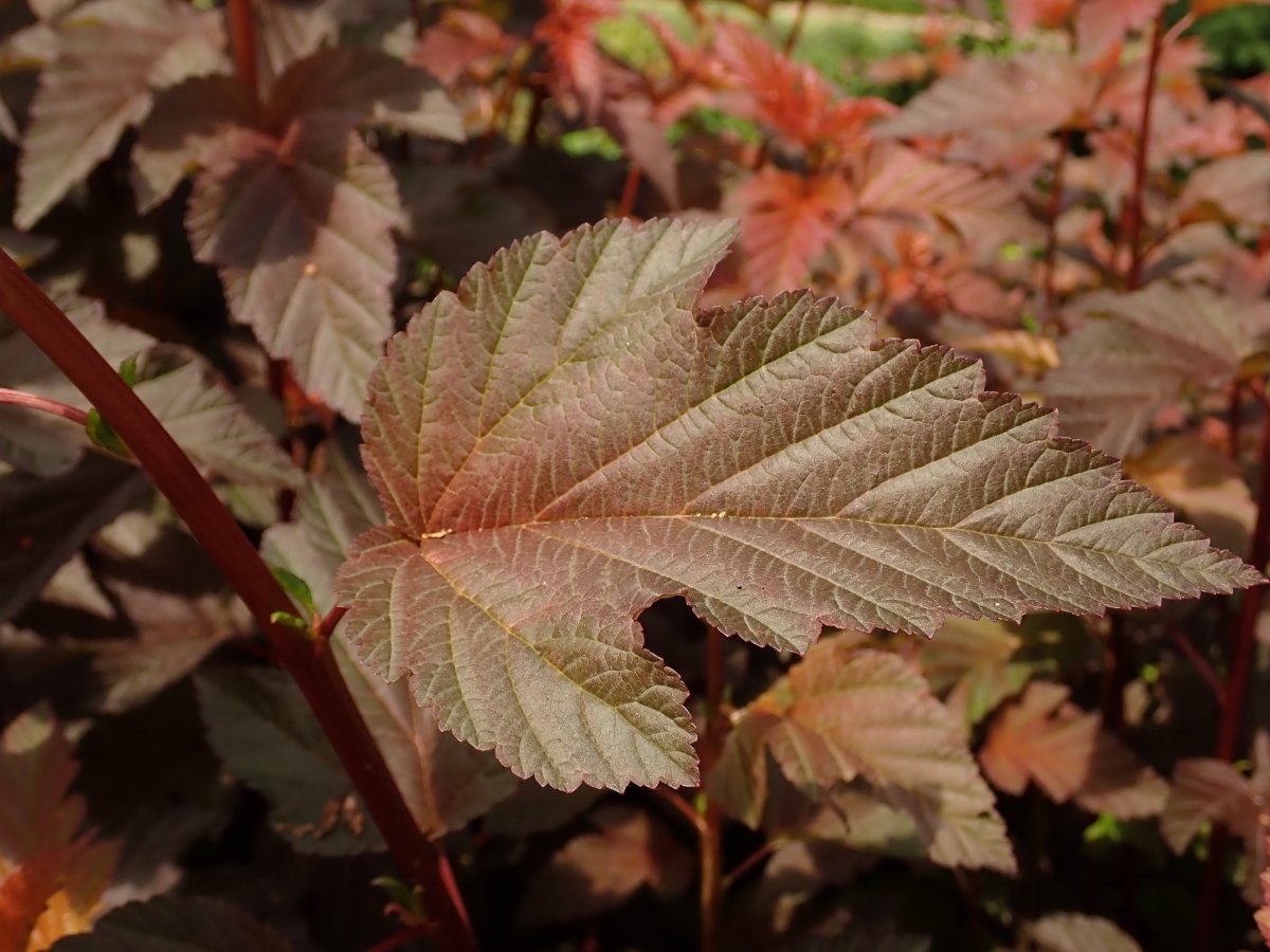 Пузыреплодник калинолистный Леди ин Ред - фото 8