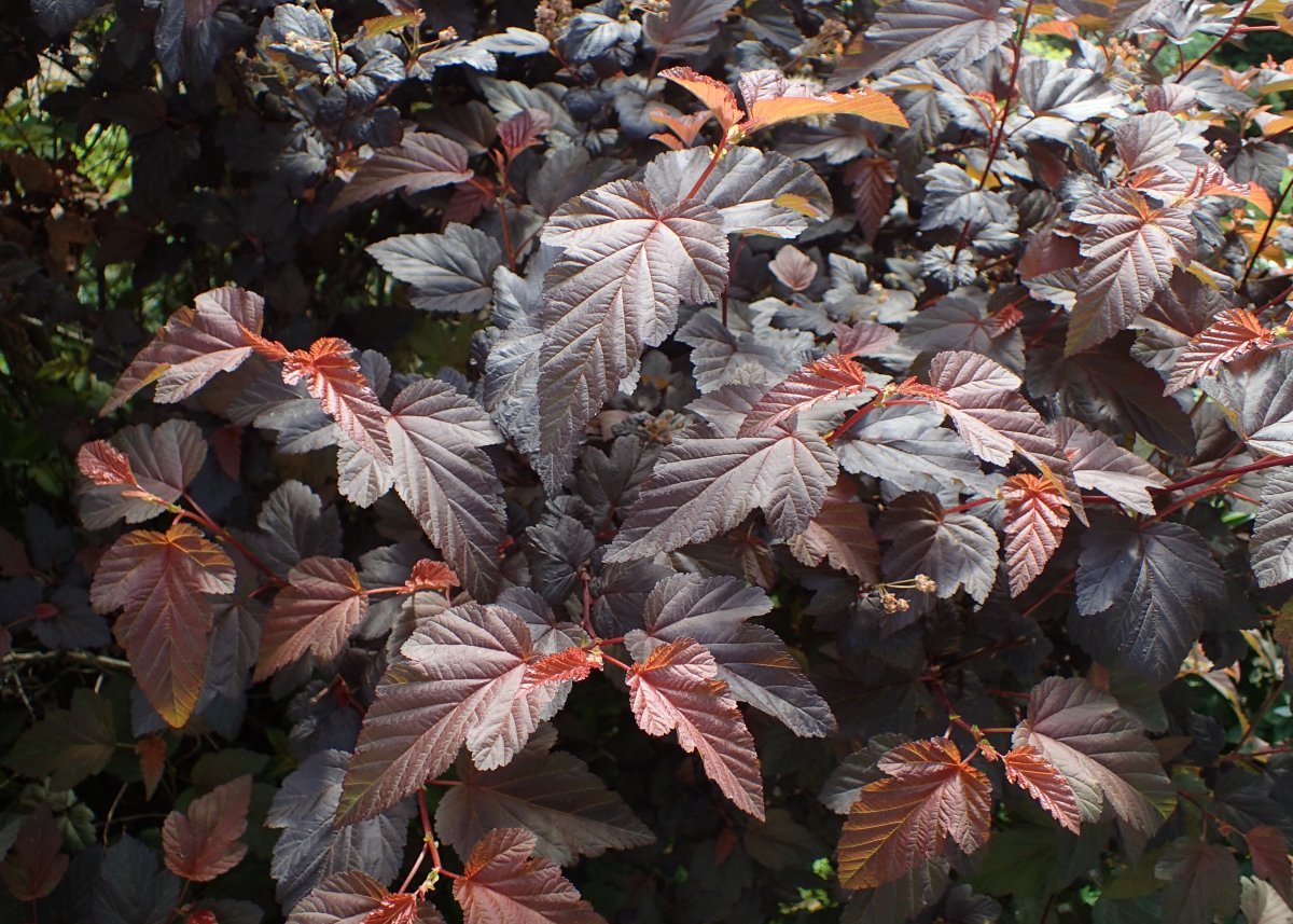 Пузыреплодник калинолистный Леди ин Ред