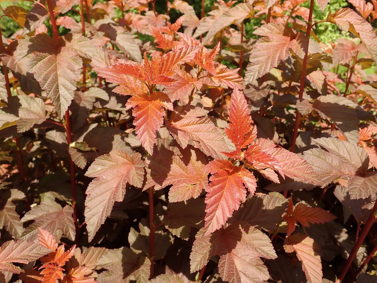 Пузыреплодник калинолистный Леди ин Ред - фото 6