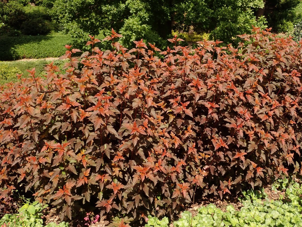 Пузыреплодник калинолистный Леди ин Ред - фото 4