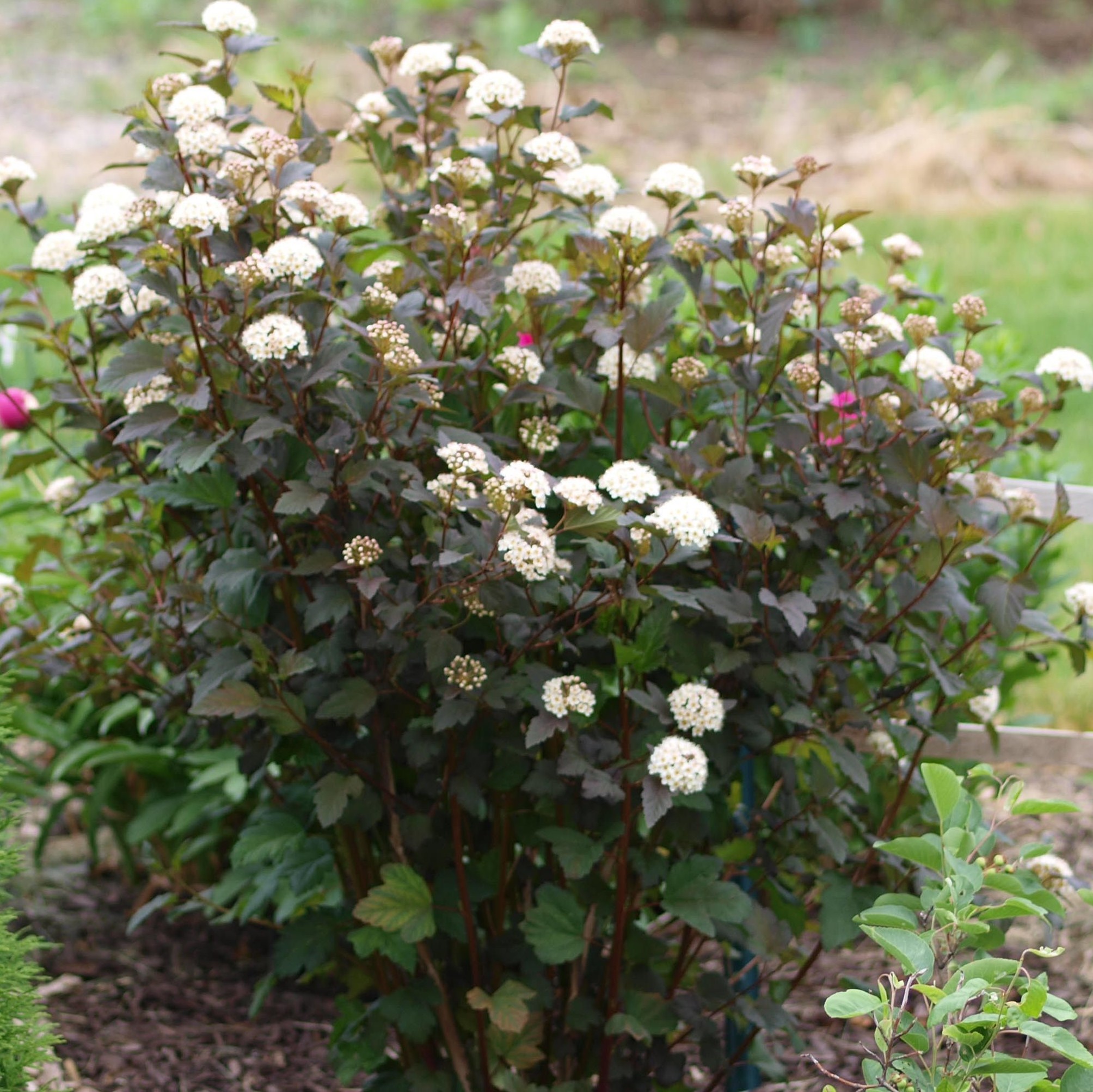 Пузыреплодник калинолистный Литтл Джокер