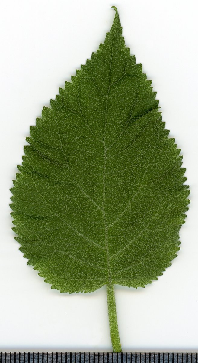 Гортензия древовидная