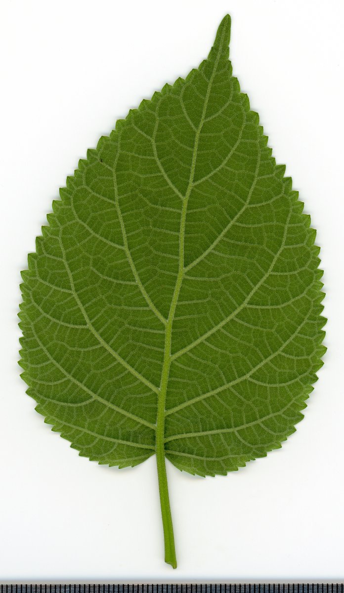 Гортензия древовидная - фото 5