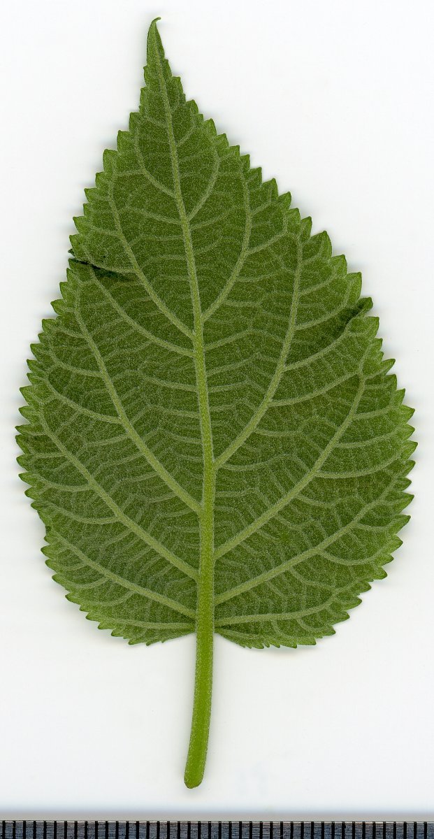 Гортензия древовидная - фото 3