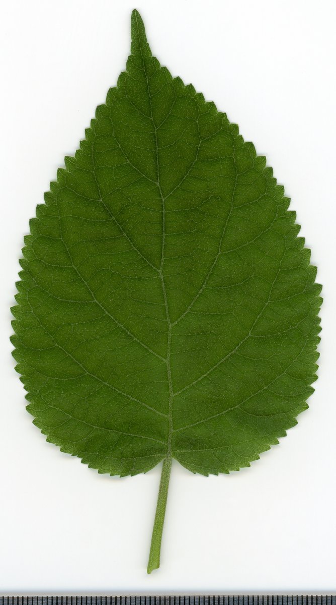 Гортензия древовидная - фото 4