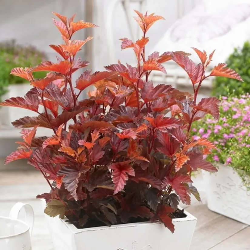 Пузыреплодник калинолистный Литтл Энжел