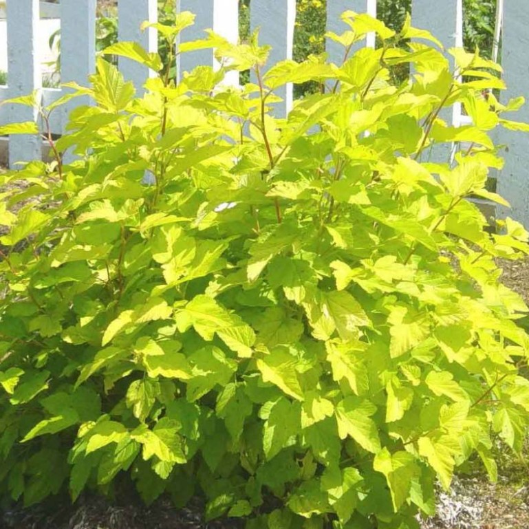 Пузыреплодник калинолистный Наггет