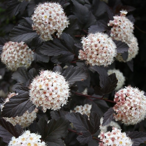 Пузыреплодник калинолистный Ред Барон