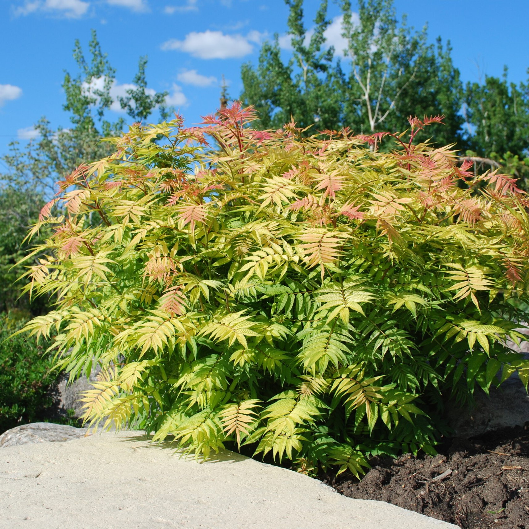 Рябинник рябинолистный Сэм