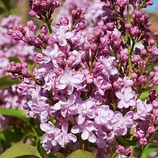 Сирень обыкновенная Жемчужина