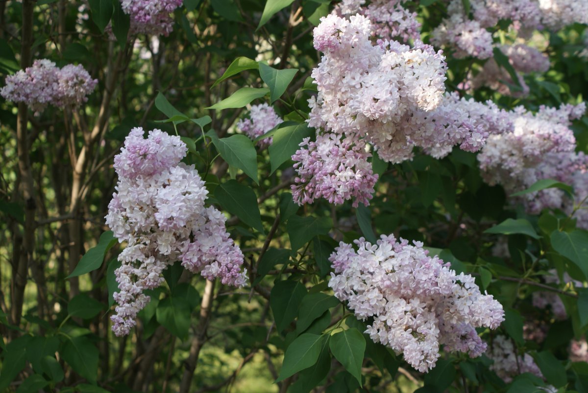 Сирень обыкновенная Жемчужина - фото 3