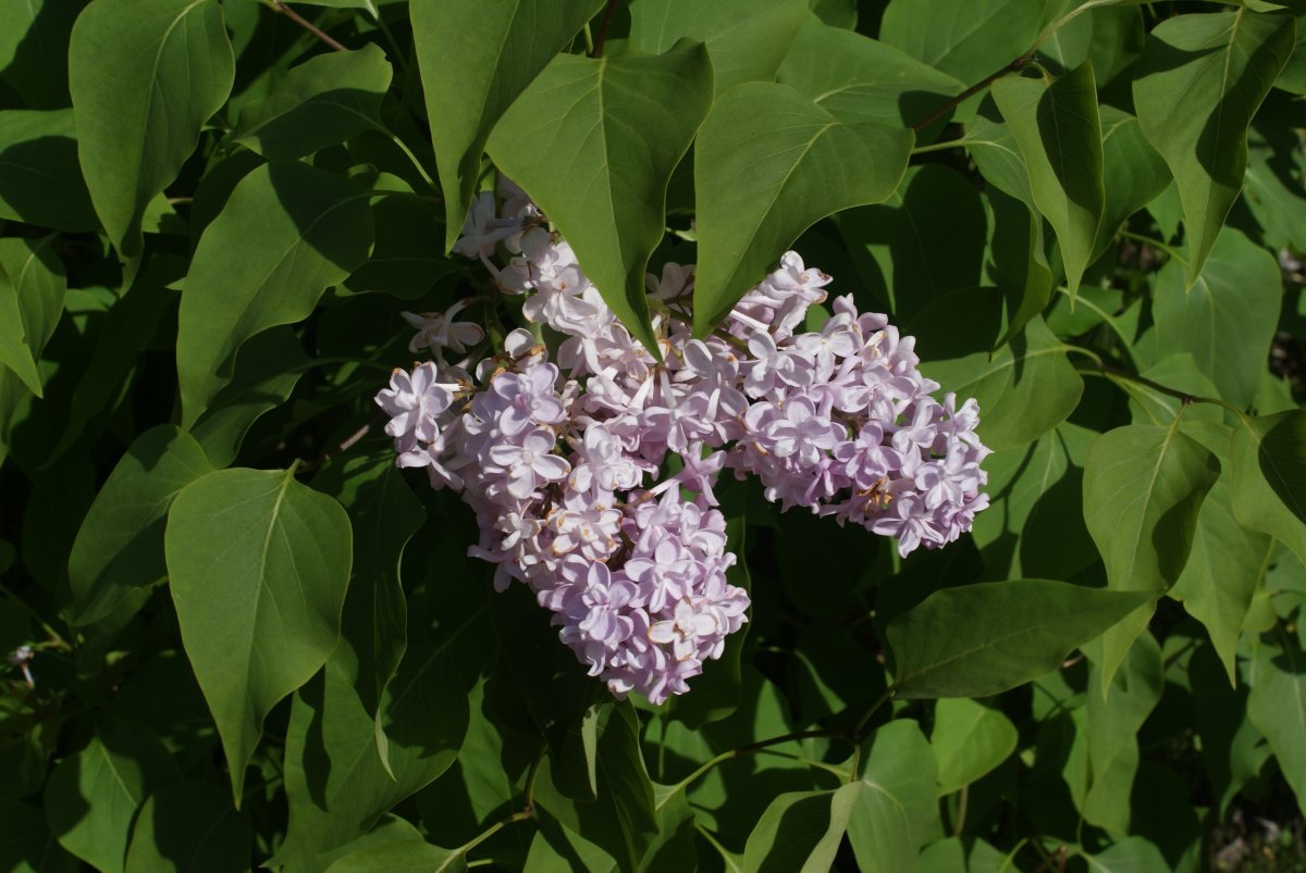 Сирень обыкновенная Жемчужина - фото 4