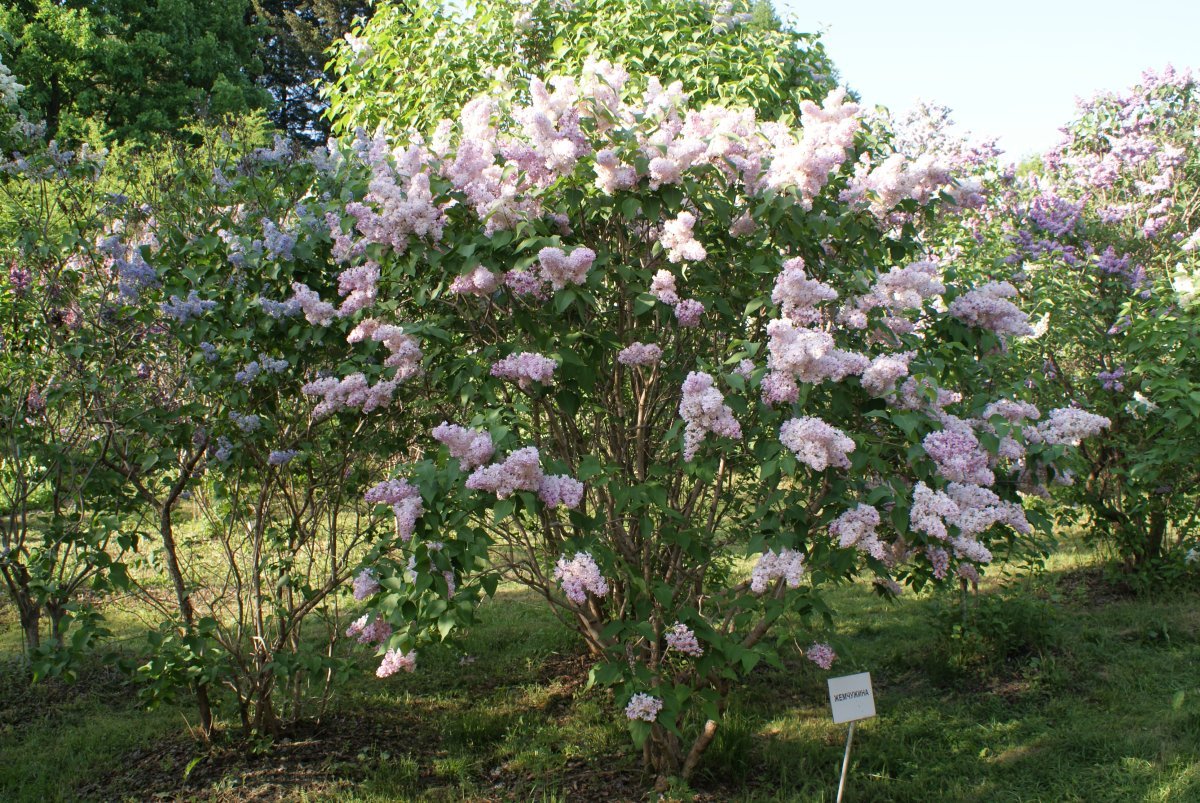 Сирень обыкновенная Жемчужина