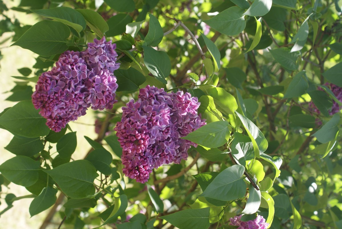 Сирень обыкновенная Космос - фото 3