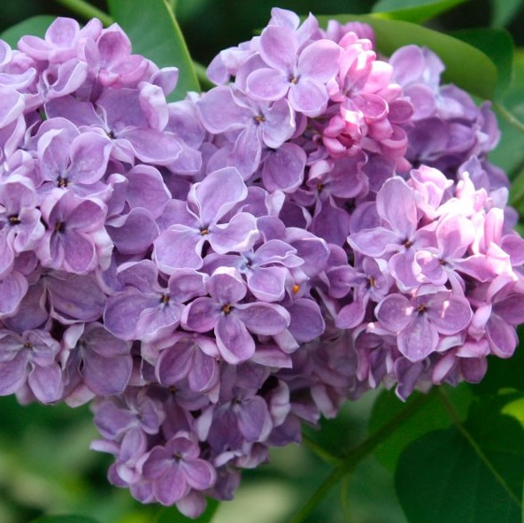 Сирень обыкновенная Космос