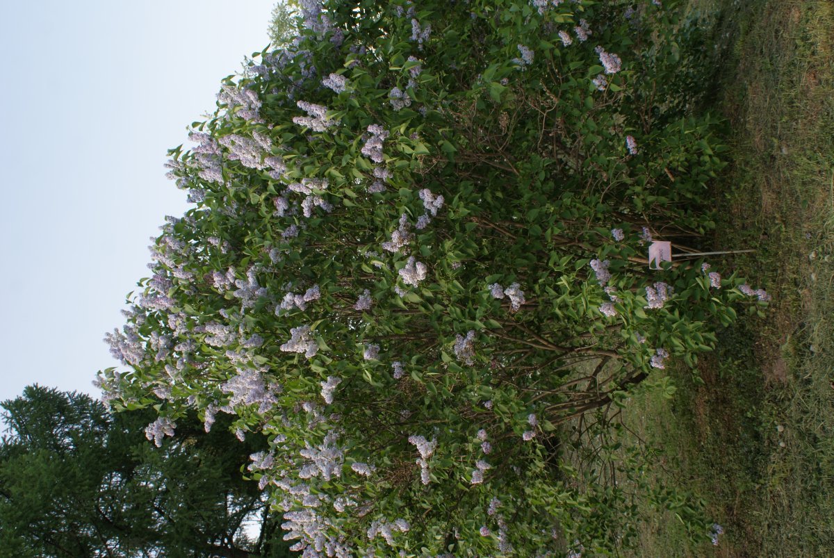 Сирень обыкновенная Космос