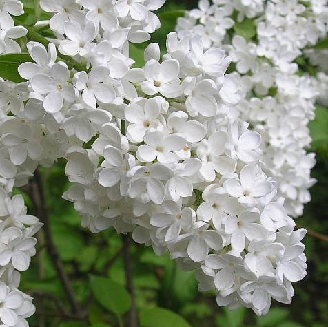 Сирень обыкновенная Маленький Принц