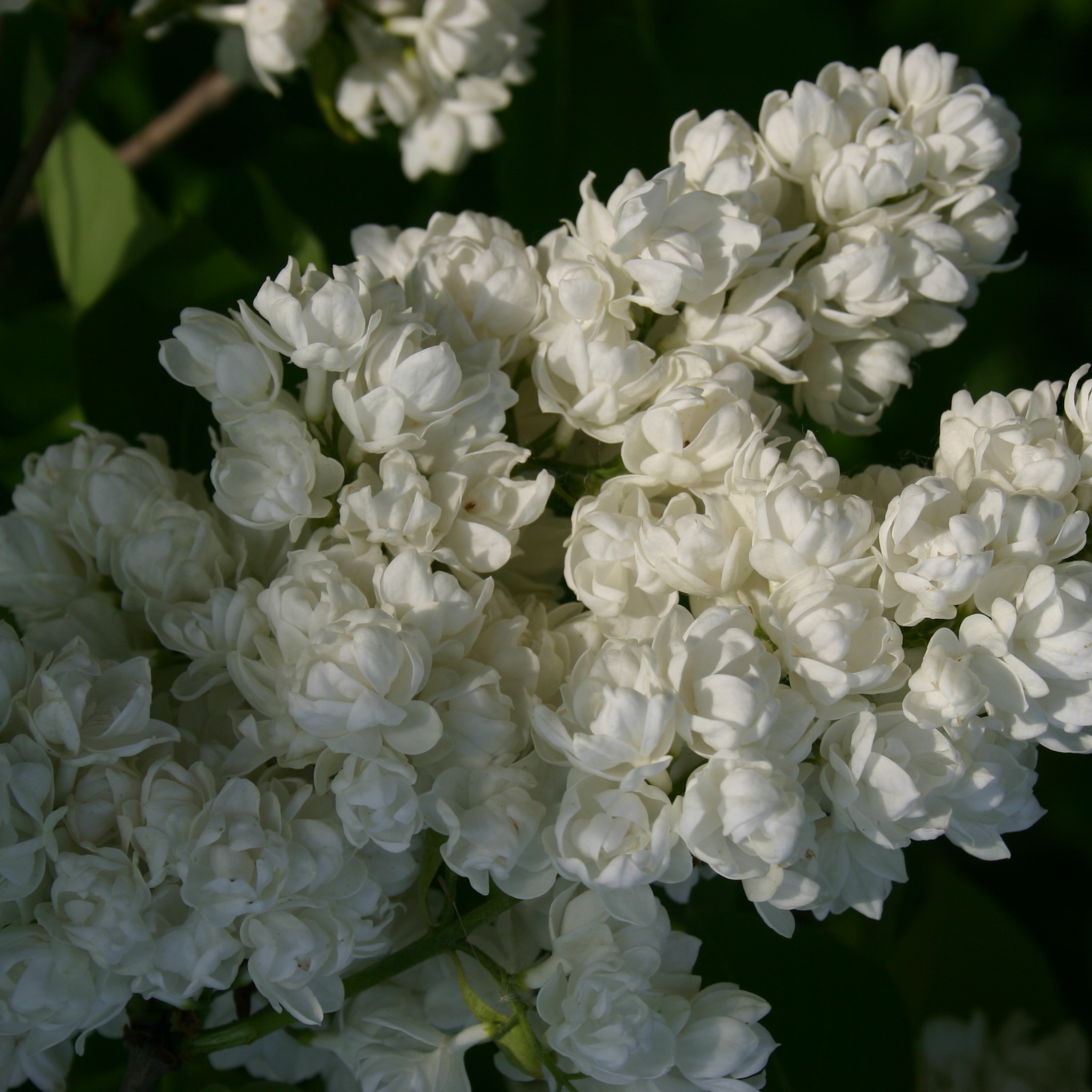 Сирень обыкновенная Память о Колесникове