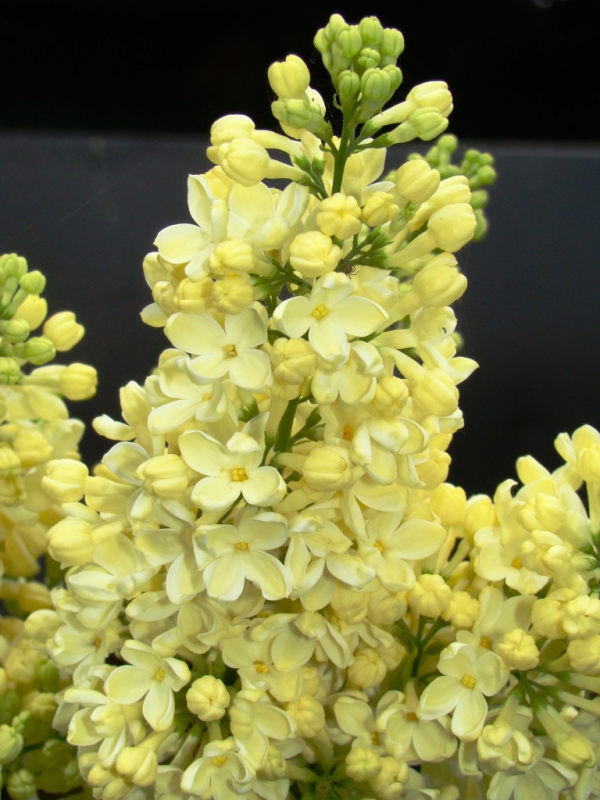 Сирень обыкновенная Примроуз