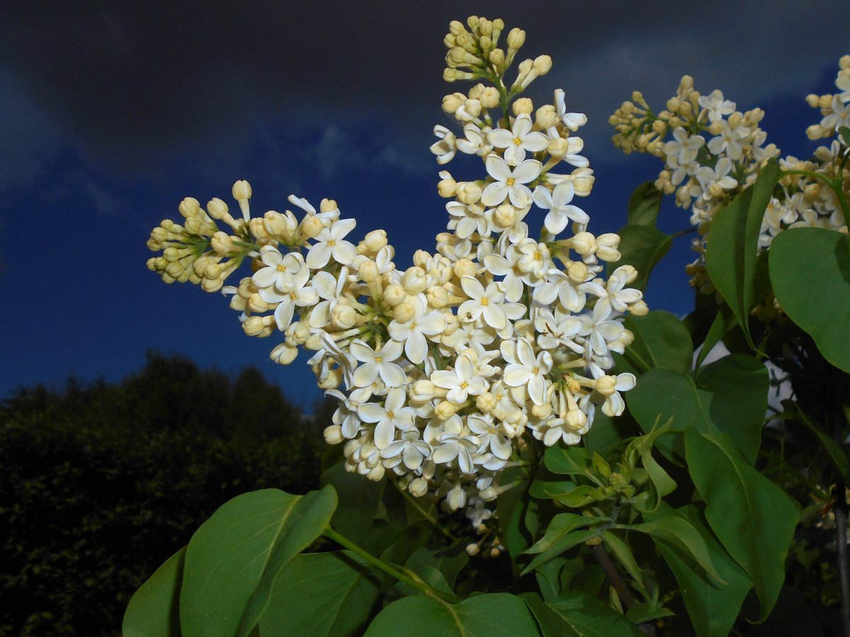 Сирень обыкновенная Примроуз - фото 9