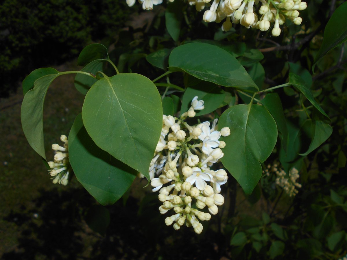 Сирень обыкновенная Примроуз - фото 10