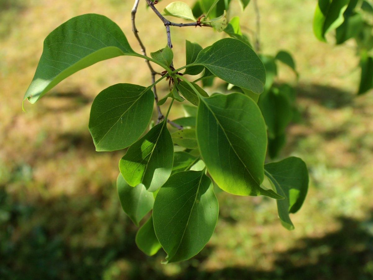 Сирень обыкновенная Примроуз - фото 7