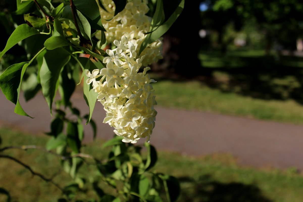 Сирень обыкновенная Примроуз - фото 6