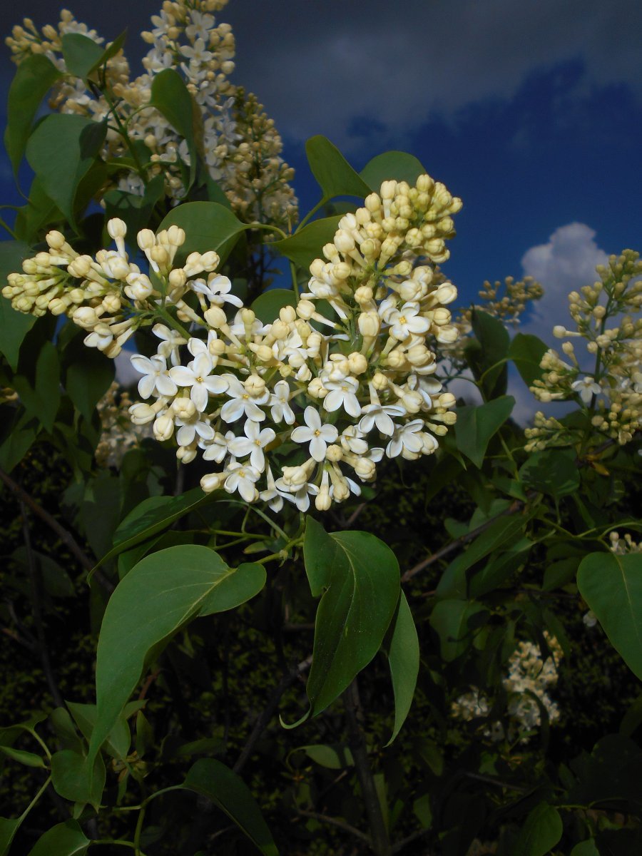 Сирень обыкновенная Примроуз - фото 8