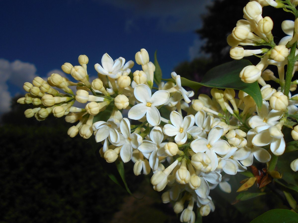 Сирень обыкновенная Примроуз - фото 11