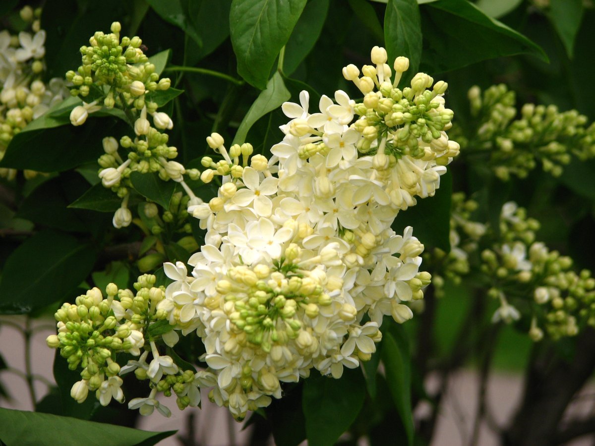 Сирень обыкновенная Примроуз - фото 4