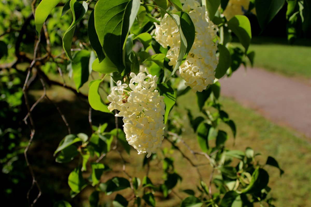 Сирень обыкновенная Примроуз - фото 5