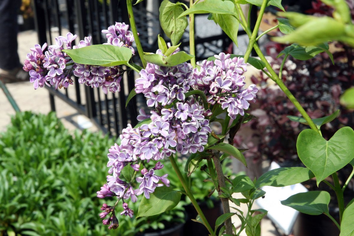 Сирень обыкновенная Сенсация - фото 1